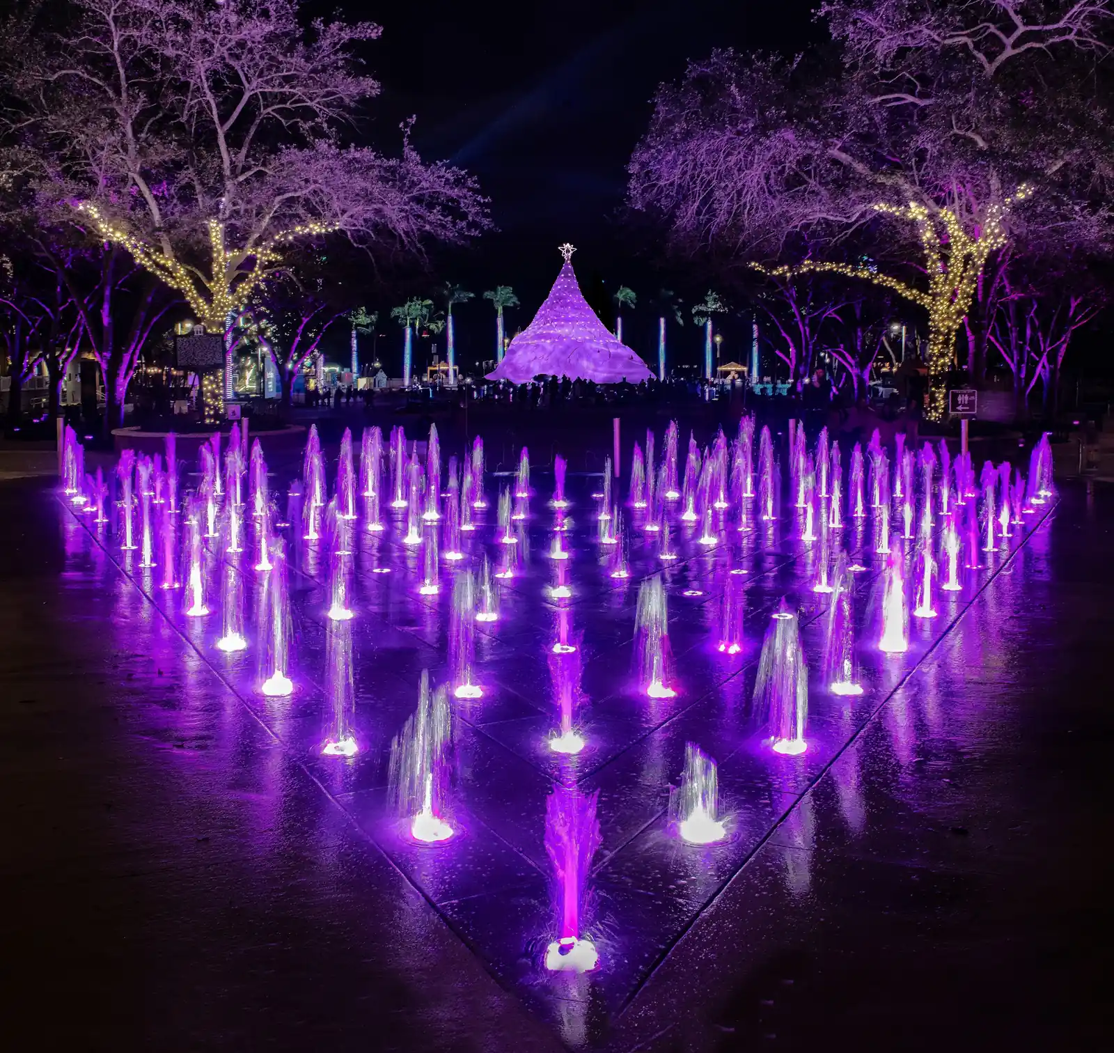 Night shot of the ground fountain: dozens of water jets lit violet and magenta in a grid on wet paving, with purple-lit oak trees wrapped in white string lights behind and a small glowing cone (the holiday Sandi Tree) in the distance.